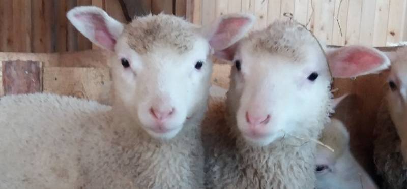 Kotieläinpiha Pikkumehtä