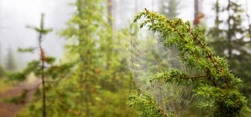 Hämähäkin verkko metsässä.